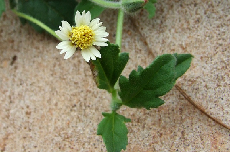 Medicinal uses of Coat Buttons – Tridax procumbens