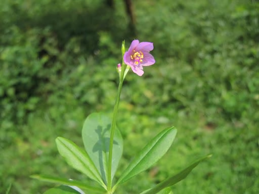 Medicinal uses of Waterleaf – Talinum triangulare