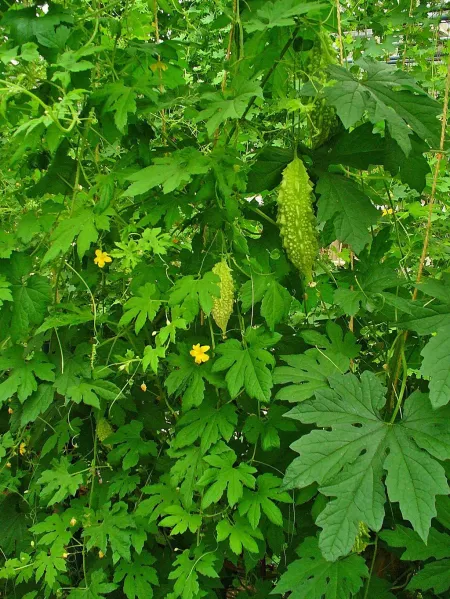 Spiritual uses Of Nyanya Leaves. Bitter melon / Momordica charantia