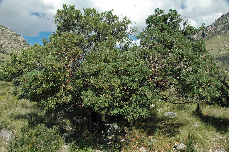 Medicinal uses of Mahogany – Khaya senegalensis