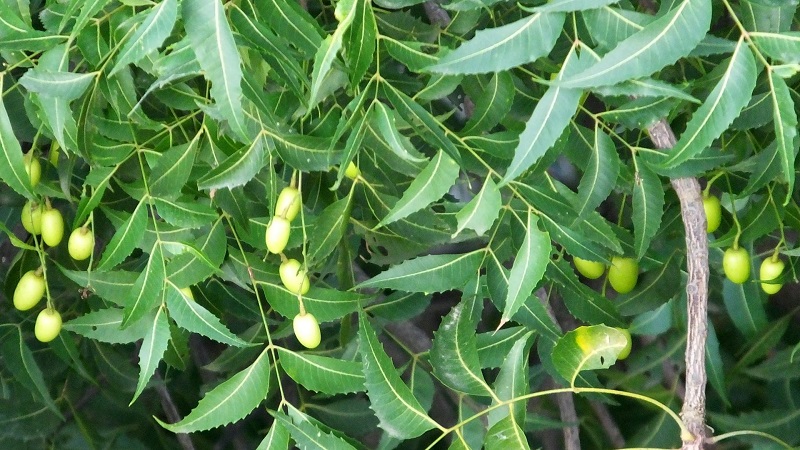 Medicinal Uses of Neem – Azadirachta indica