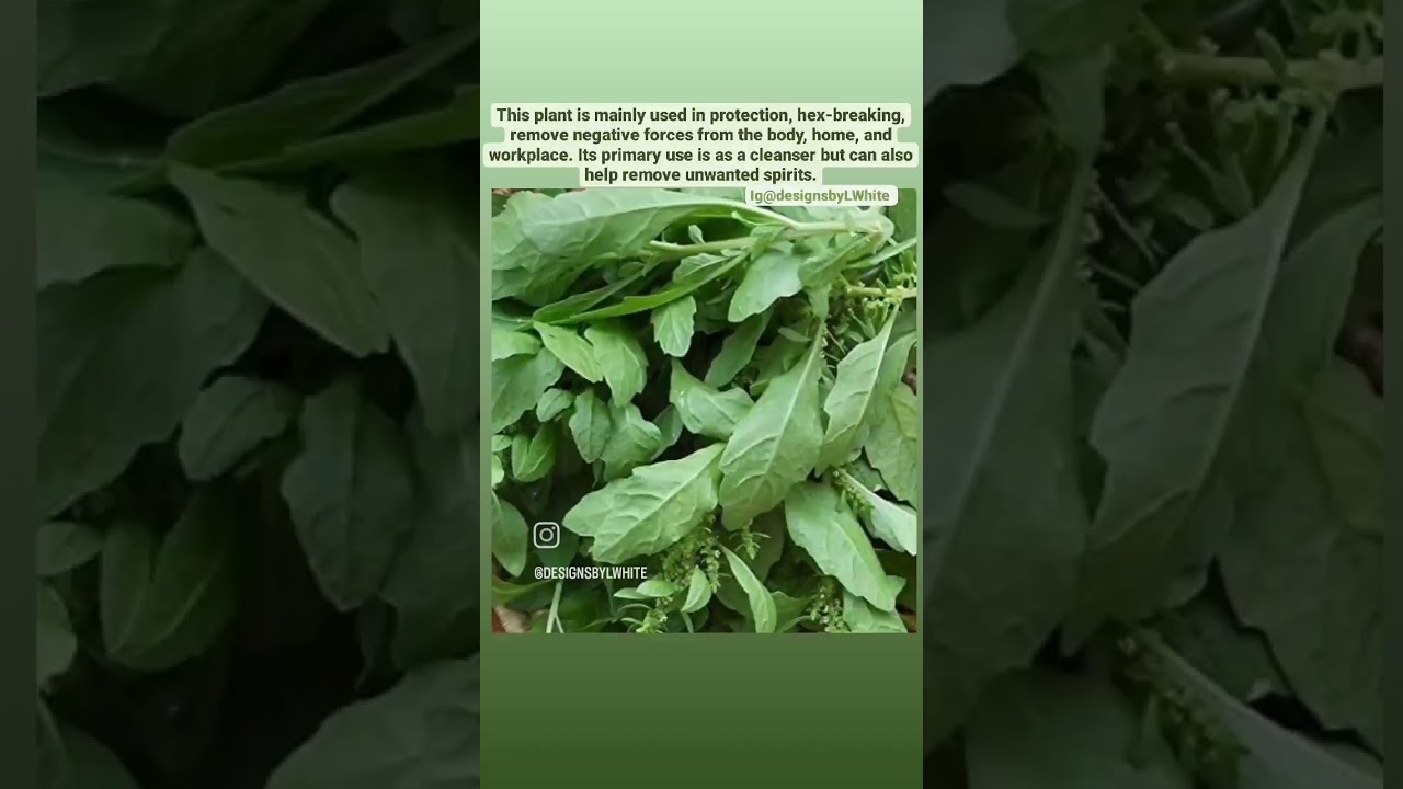 Spiritual cleansing & protection herbs for baths: Magical properties of herbs