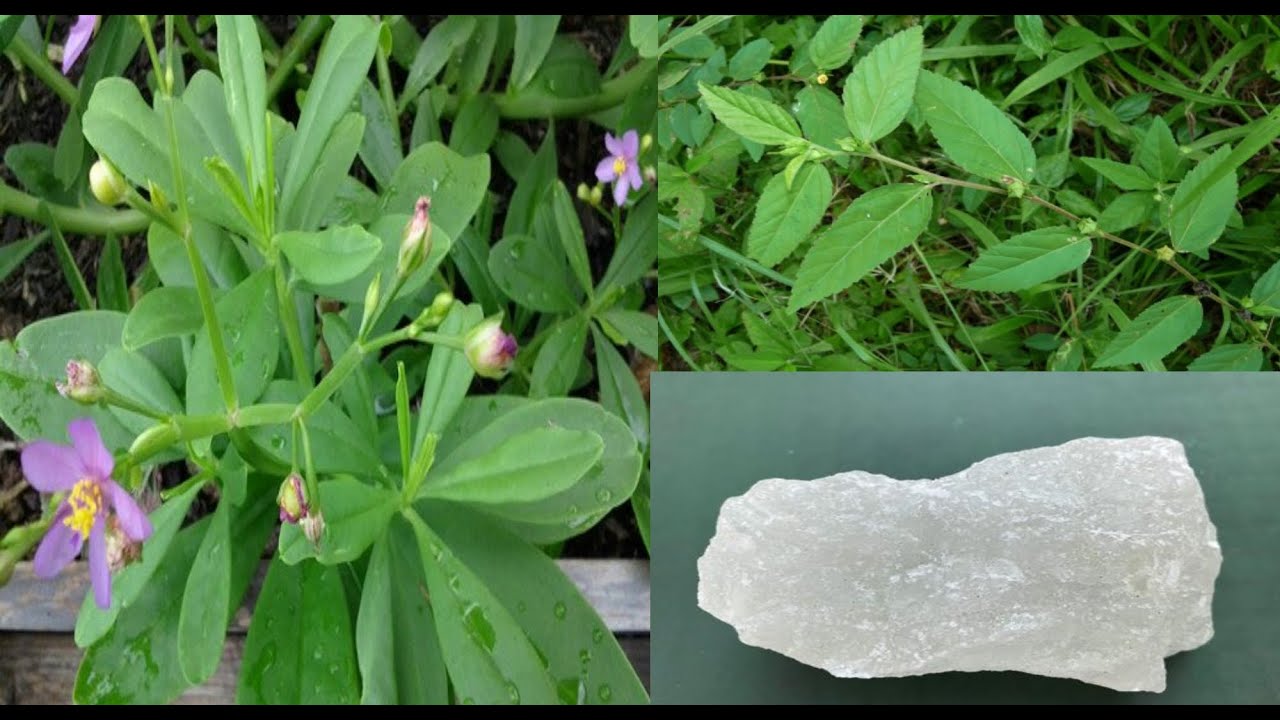 Spiritual uses of Alum, Salt, Tweta (Sida Acuta), bokorbokor (Water leaf)